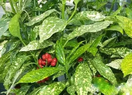 收藏植物的方法,收藏价值绿植