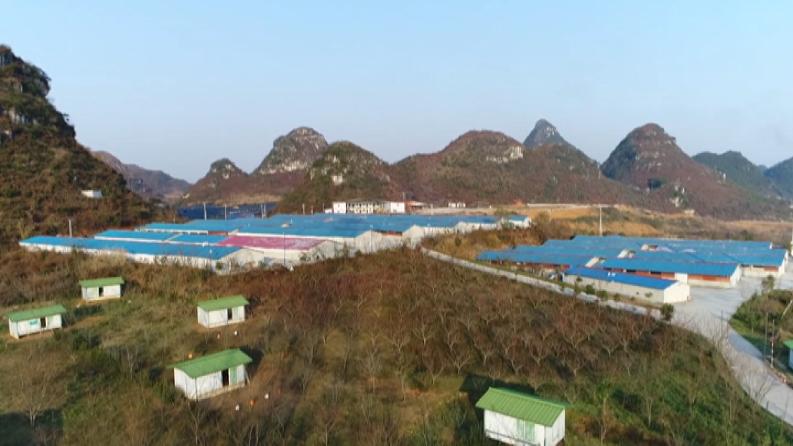 林下养鸡啄开致富路,林下养鸡致富带动贫困户