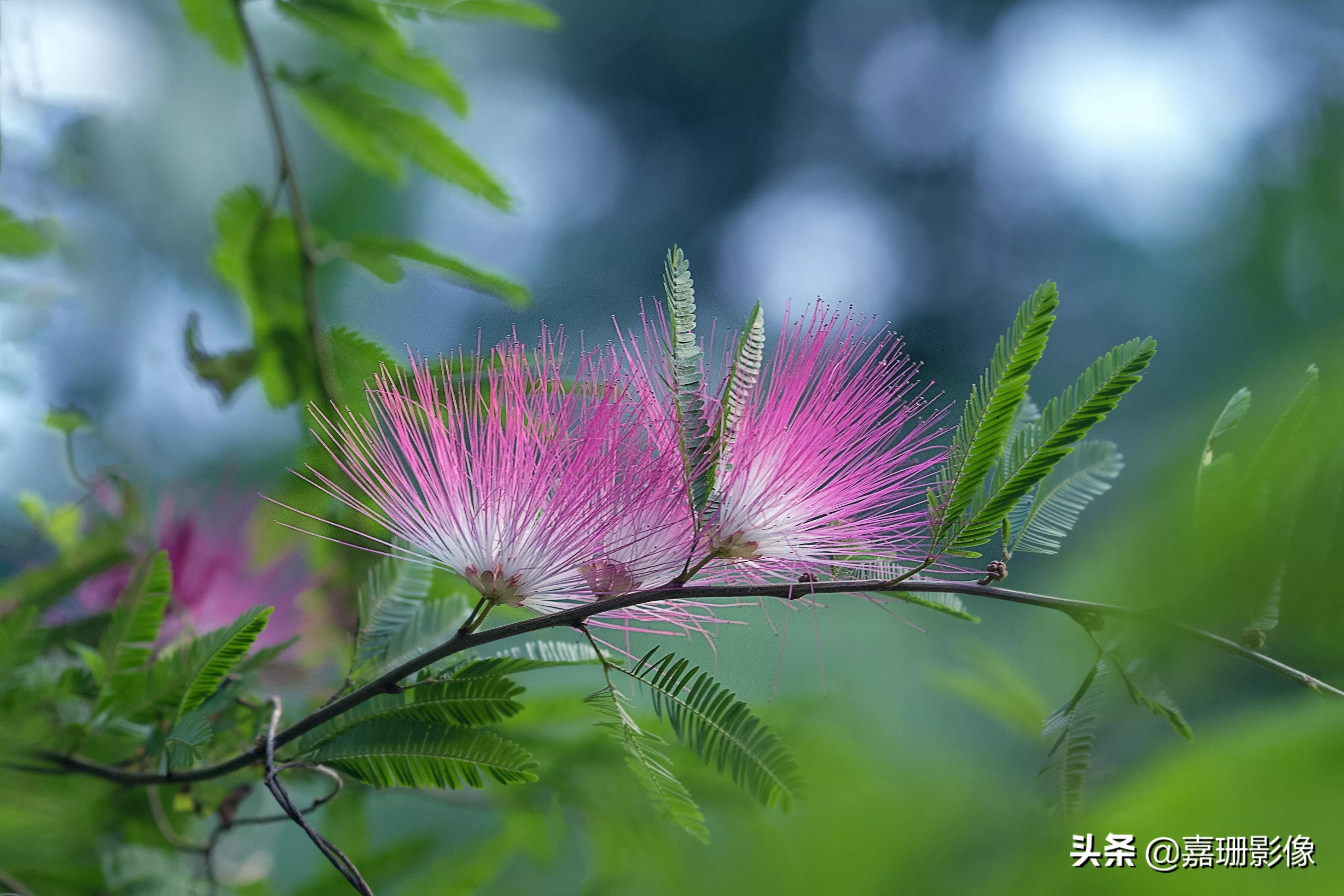 看看花容,听听花语2020年我镜头里的百种花卉