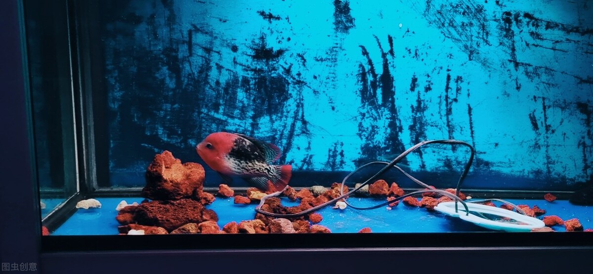 罗汉鱼成长的几个阶段,罗汉鱼火凤凰成长的各个阶段