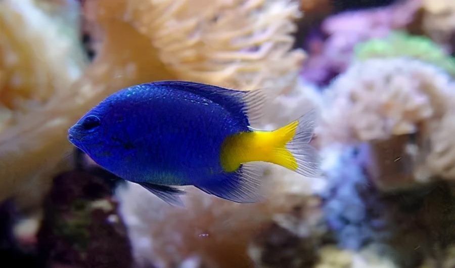 啥样的鱼皮实好养活,海水鱼皮实么