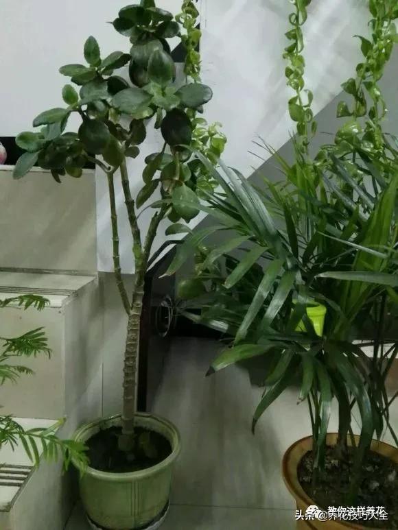 长寿花很多枝头怎么修剪变成老桩,长寿花2年了枝干长成老桩了