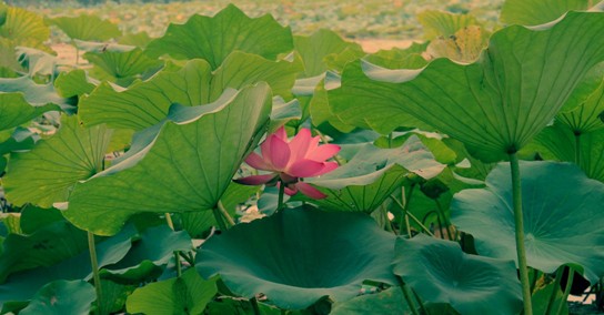 正宗章丘特产手打铁锅,山东章丘特产有哪些