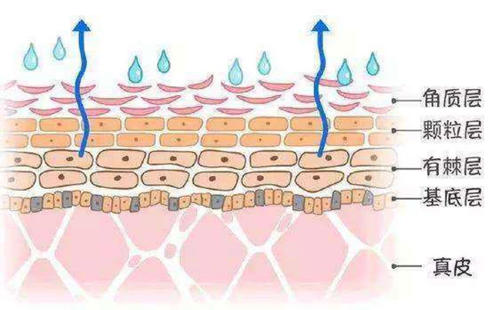 头螨脱发与脂溢性皮炎脱发的区别,脂溢性脱发是脂溢性皮炎引起的吗