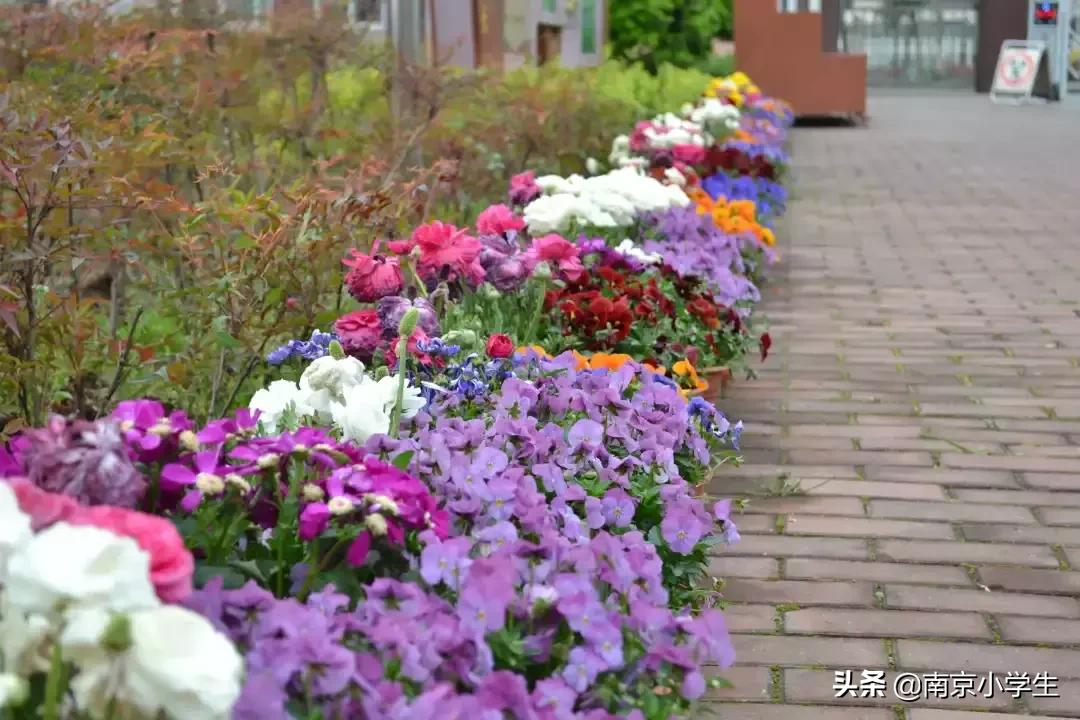 春和景明少年时,古雄小学2021年新生