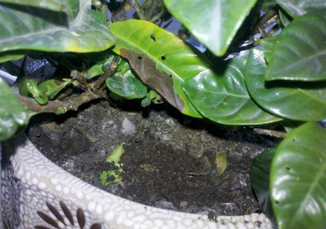 长寿花常见病虫害及治疗办法,长寿花常见病虫害的治疗办法