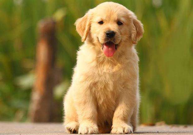 金毛犬如何养殖,金毛犬各个阶段如何饲养呢