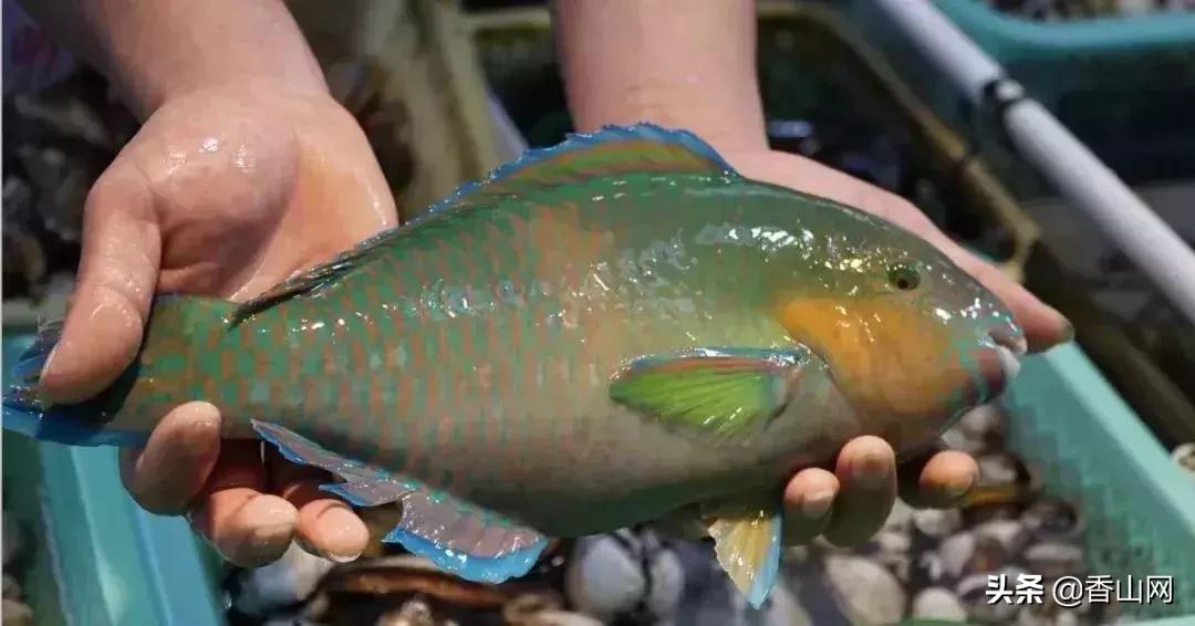 珠海有哪些海鲜街,珠海南屏海鲜街