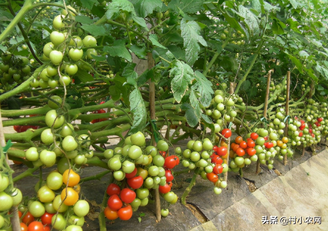 未来五年农村什么生意最赚钱项目,2023年农村创业啥最挣钱