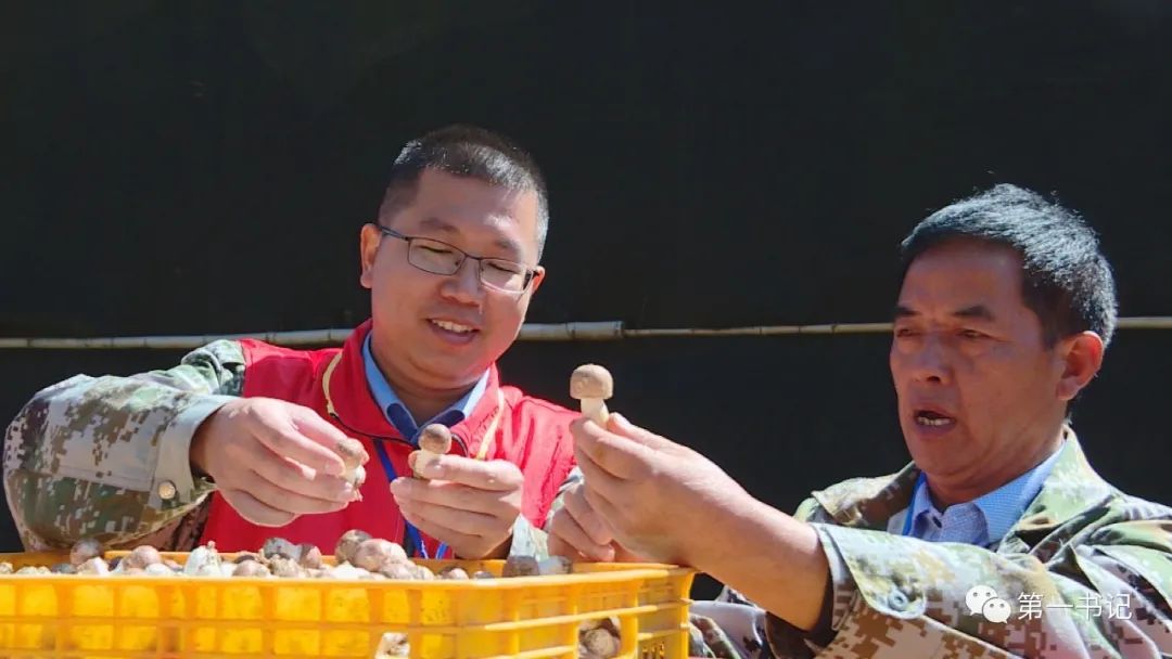 食用菌产业为贫困户撑起致富伞,菇中精品椴木香菇