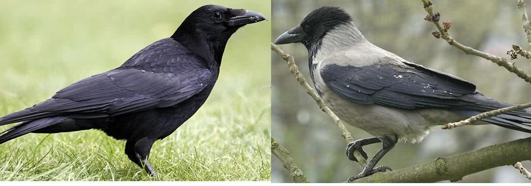 达尔文进化论的新物种形成,达尔文进化论为什么没有新物种