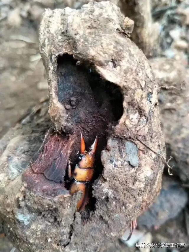 怎样分辨降真香,降真香的形成