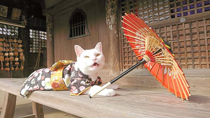 日本都是招财猫的寺庙,猫咪古灵精怪的寺庙