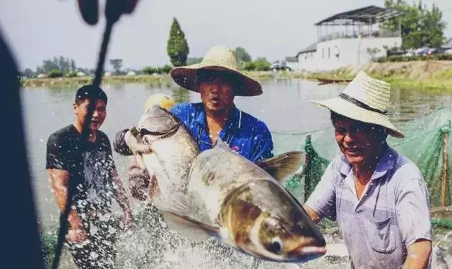最美银杏秋景自驾攻略,杭州银杏树旅游攻略
