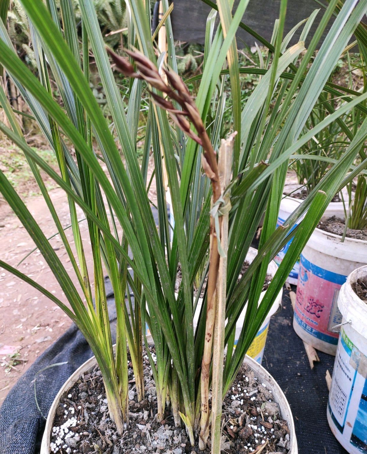 蕙兰没有抽杆开花的怎么回事,蕙兰刚出花苞长什么样