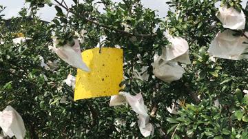 正宗的河阴软籽石榴分享给大家,河西软籽石榴