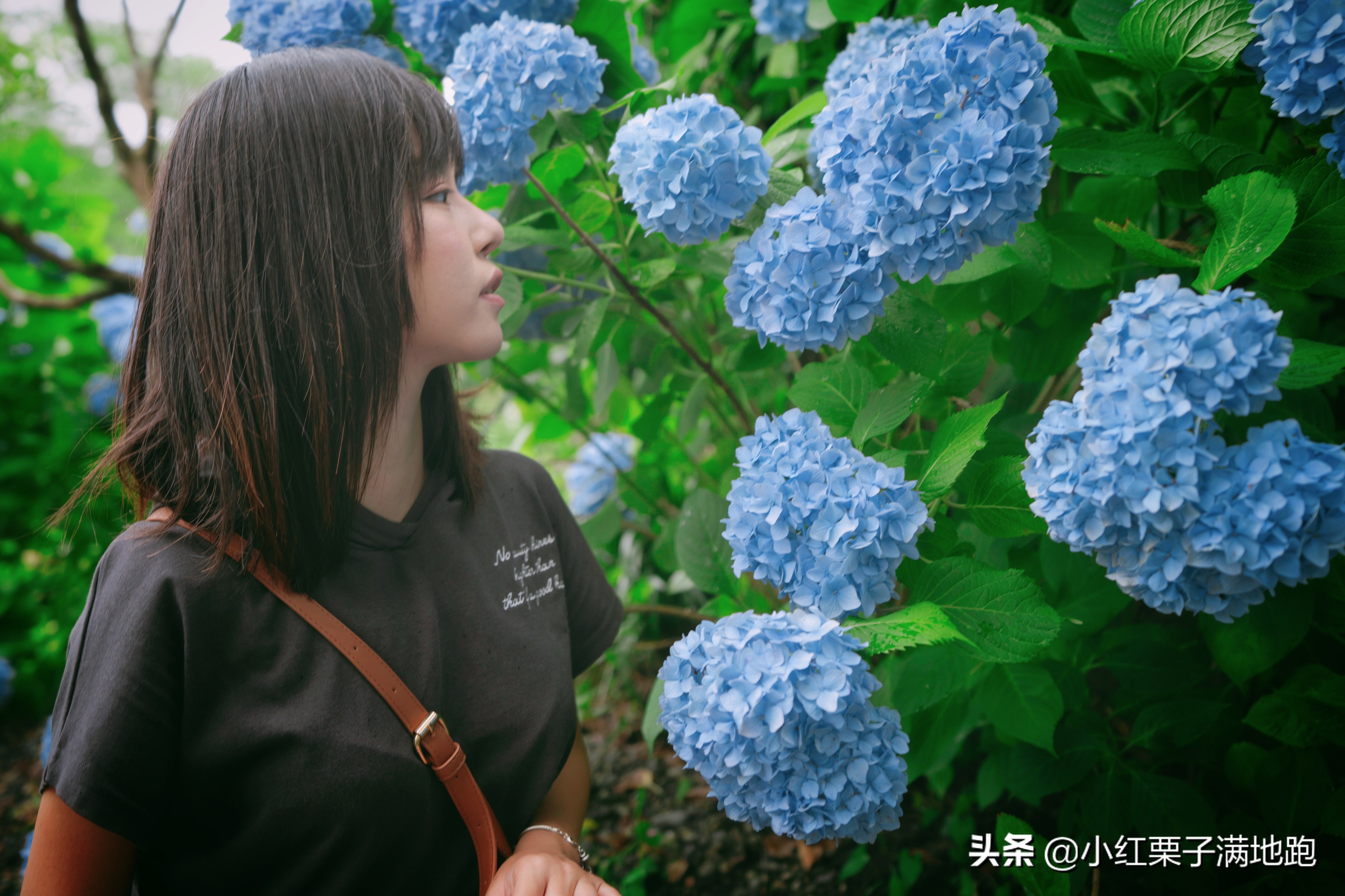 千叶县紫阳花开，如何一边体验火车之旅一边拍摄铁道风景？