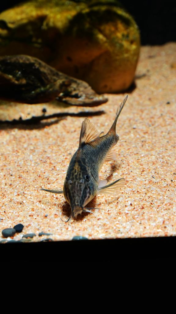 养鼠经验总结,鼠鱼的养殖方法和注意事项