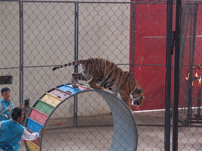 八达岭动物园观看老虎,八达岭动物园游玩