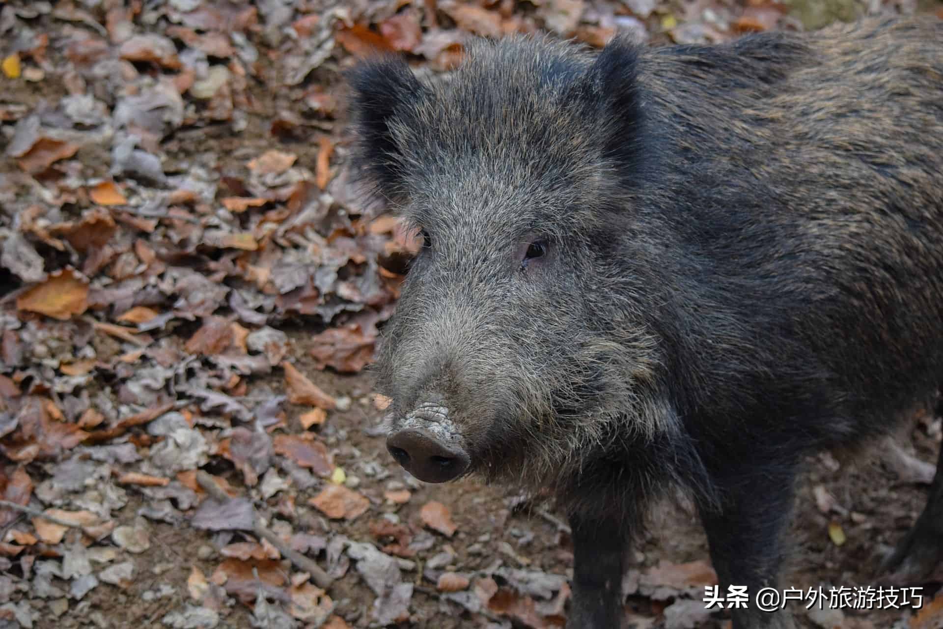 鍥藉鐙╃寧閲庣尓,缇庡浗鎹曠寧閲庣尓