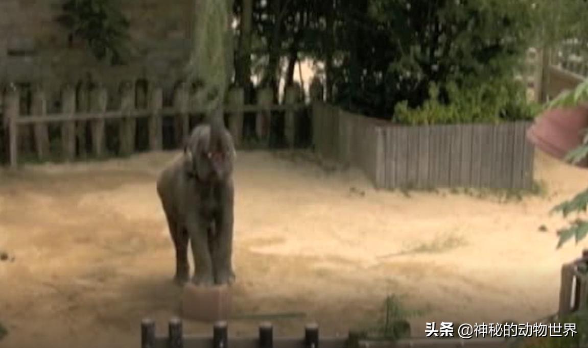 大象究竟有多聪明,大象的智商相当于人类多大