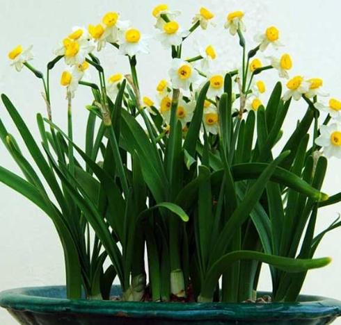 不换盆也能改善土壤,土壤板结不用怕一招解决