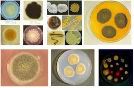 饲料霉菌毒素检测方法标准,常用饲料原料中霉菌毒素风险