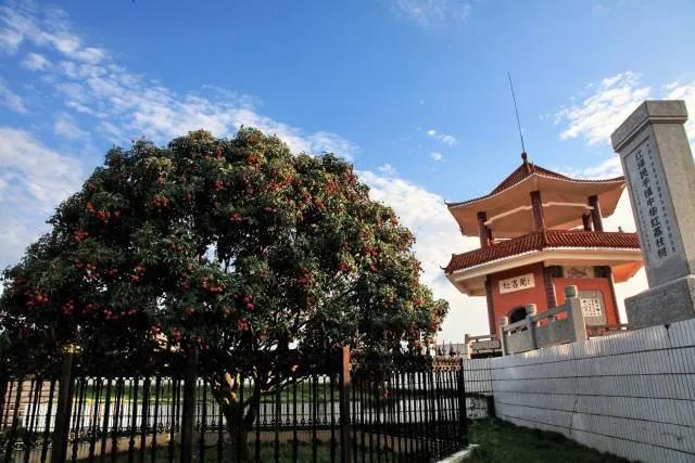 茂名荔枝的前世今生,果大肉脆汁多清甜,最好吃的还是桂味荔枝
