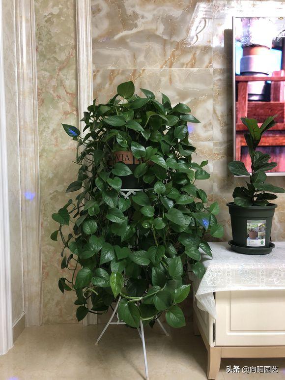 绿萝黄叶浇水过多怎么挽救,绿萝黄叶了怎么养浇点什么水