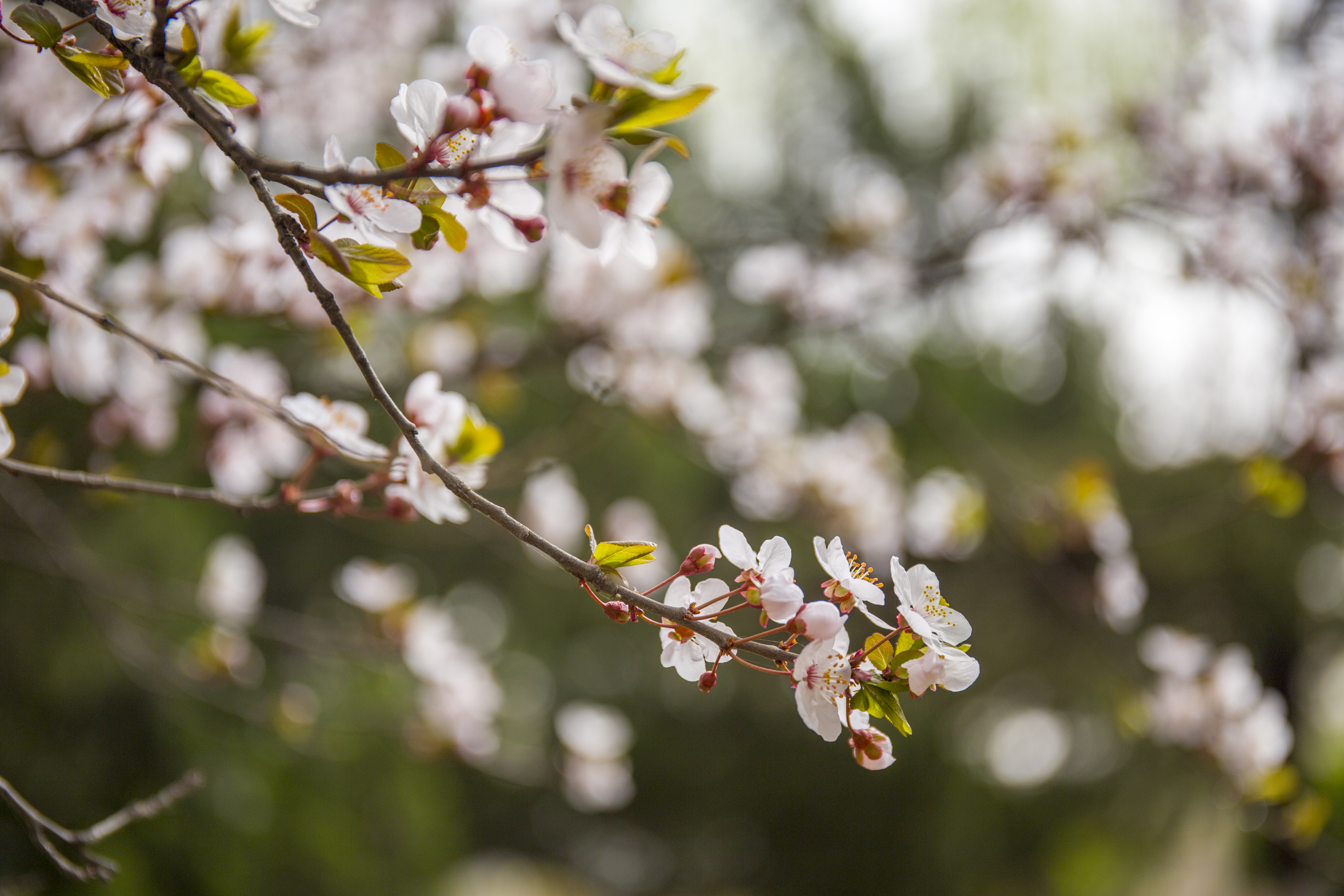济南趵突泉酒和百脉泉酒哪个好,百脉泉和趵突泉哪个好