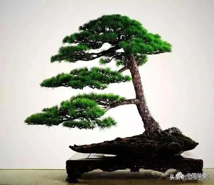 寒松纵老风骨在——赏松杂谈