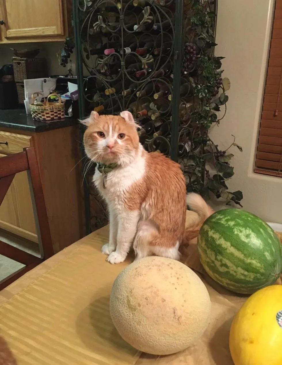 一只猫咪出了车祸,猫咪遇难被好心人救下