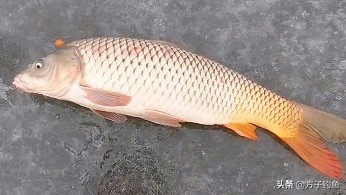 国家湿地候鸟保护区,黄河入海口处湿地候鸟迁徙路线