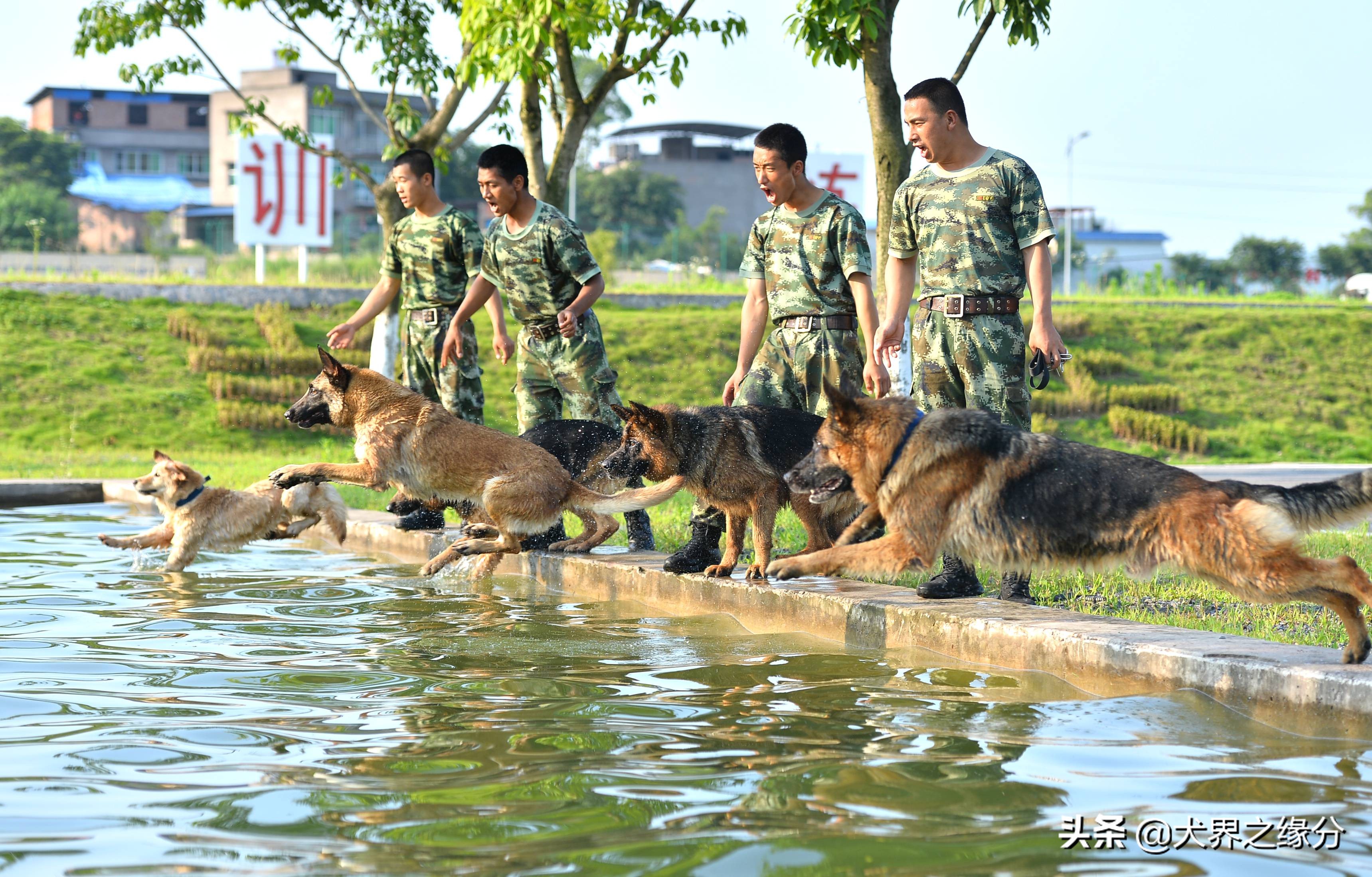 两个护卫犬,护卫犬两大保镖