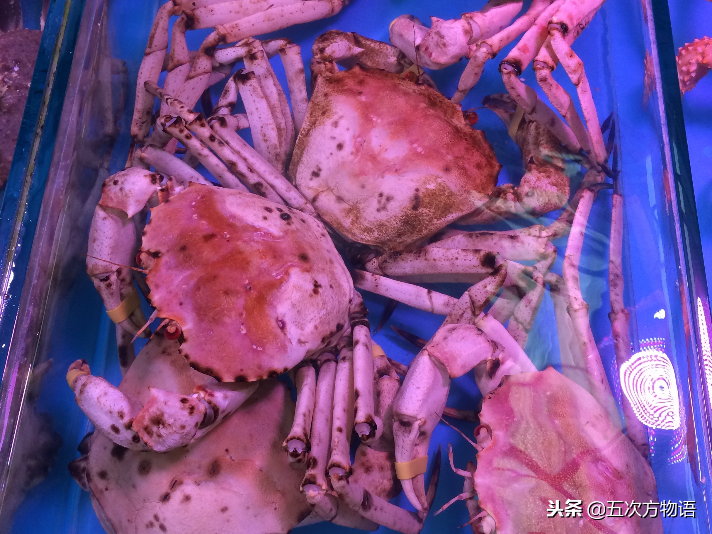青岛市场帝王蟹种类,海鲜市场都有什么海蟹品种