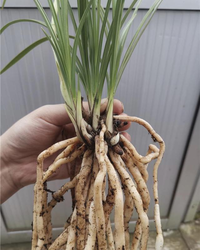 腐殖土能否种好兰花？山里8年兰友说：用这“土方法”，年年开花