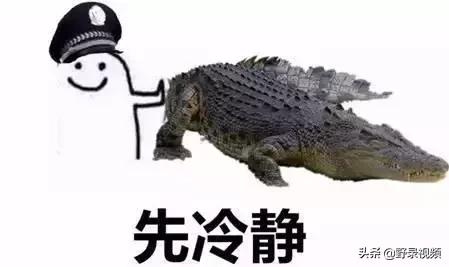 把非洲鳄界扛把子当宠物养是一种怎样的体验？