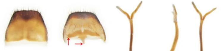 最新物种天牛,中国发现天牛物种