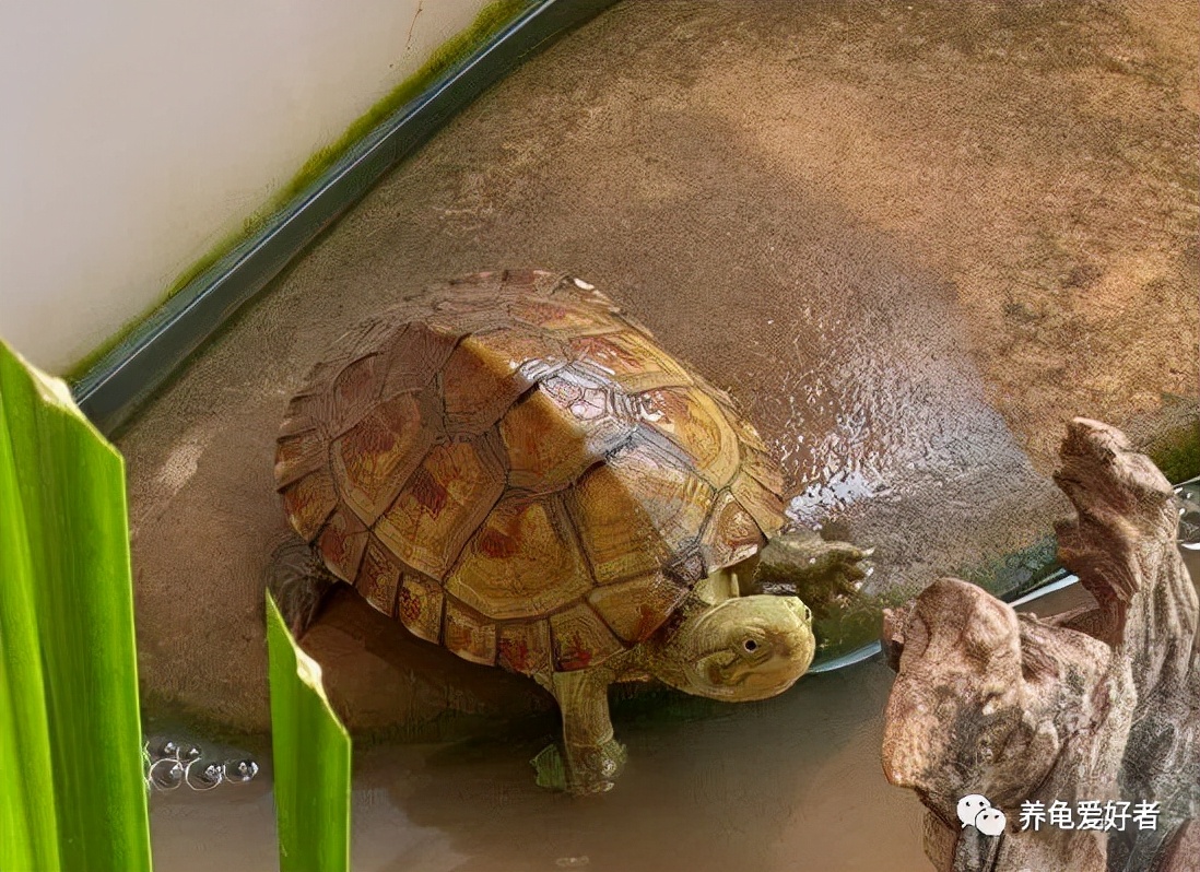 龟缸的大小会影响龟的生长吗,养龟容器小会影响生长速度吗