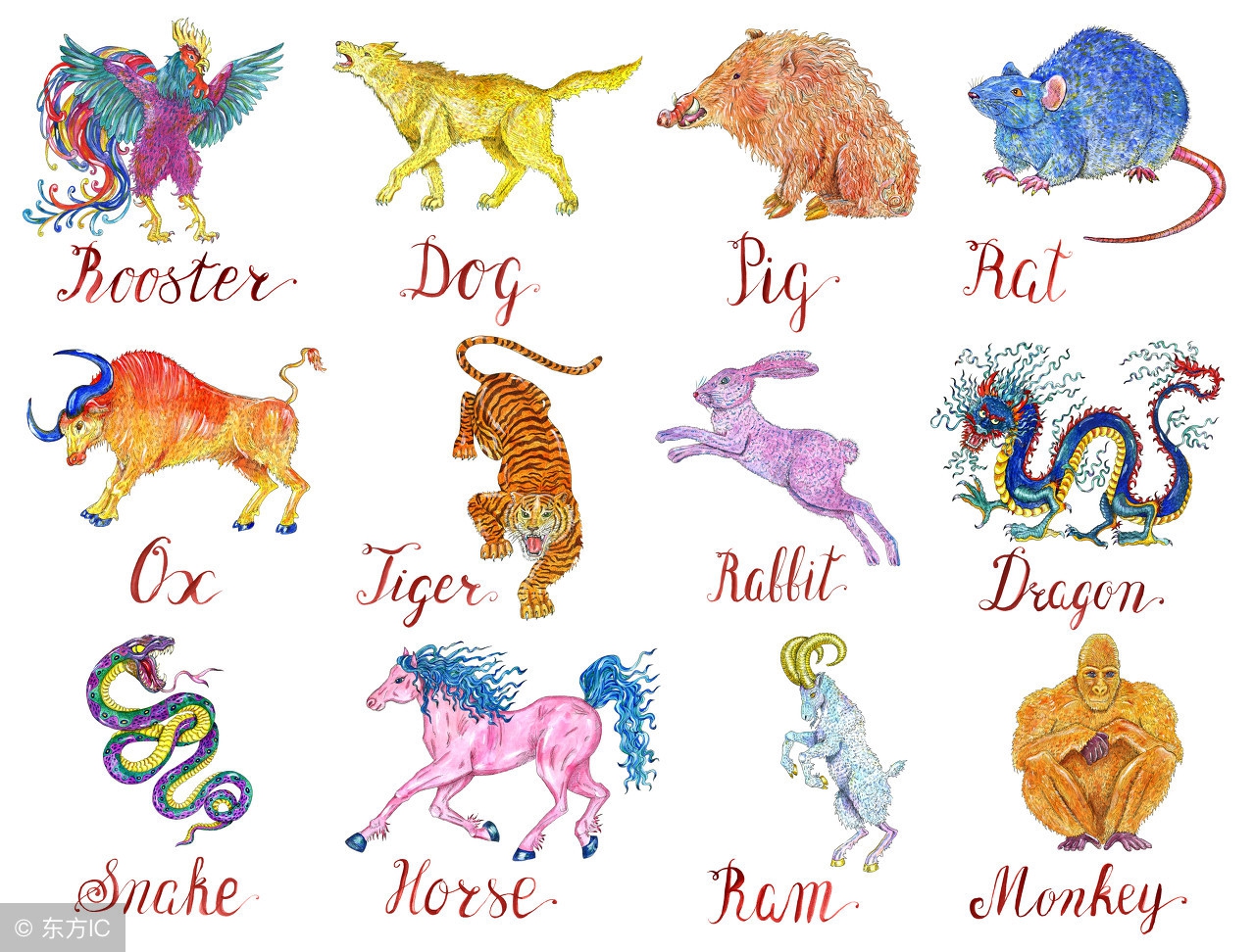 金猪还是土猪,金猪好还是土猪好