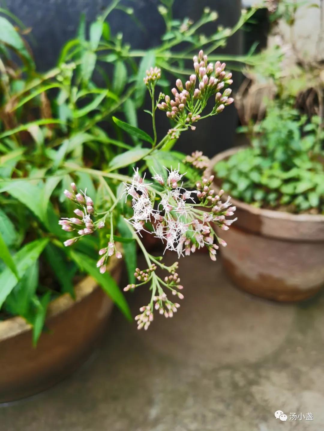 扈江离与辟芷兮纫秋兰以为佩,扈江离与辟芷兮纫秋兰以为佩意思