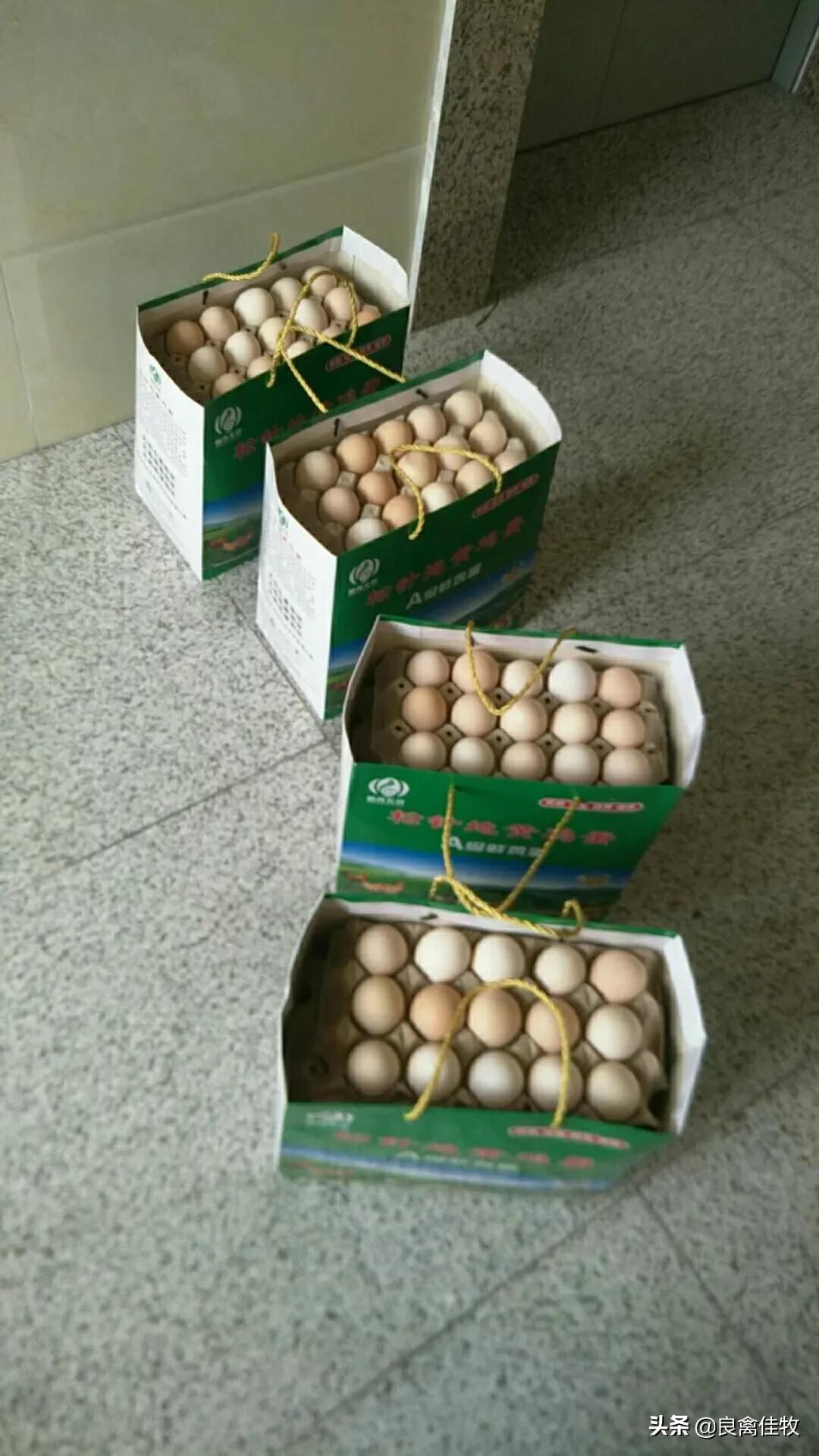 鸡下软壳蛋的最佳治疗方案,鸡下软壳蛋解决方法