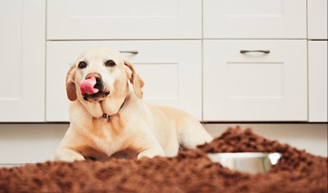 拉布拉多狗粮省钱又便宜,拉布拉多狗粮什么牌子好还便宜