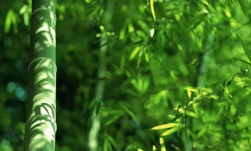 夜读|竹园读书享清风