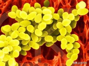 蜂胶在中国的历史记载,蜂胶研究的书籍推荐