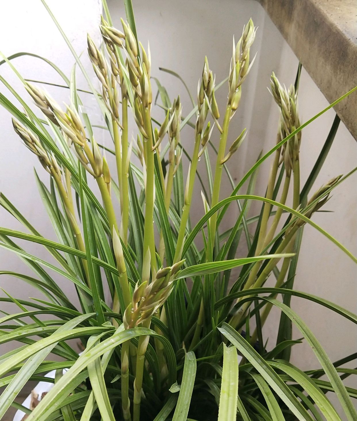 蕙兰没有抽杆开花的怎么回事,蕙兰刚出花苞长什么样