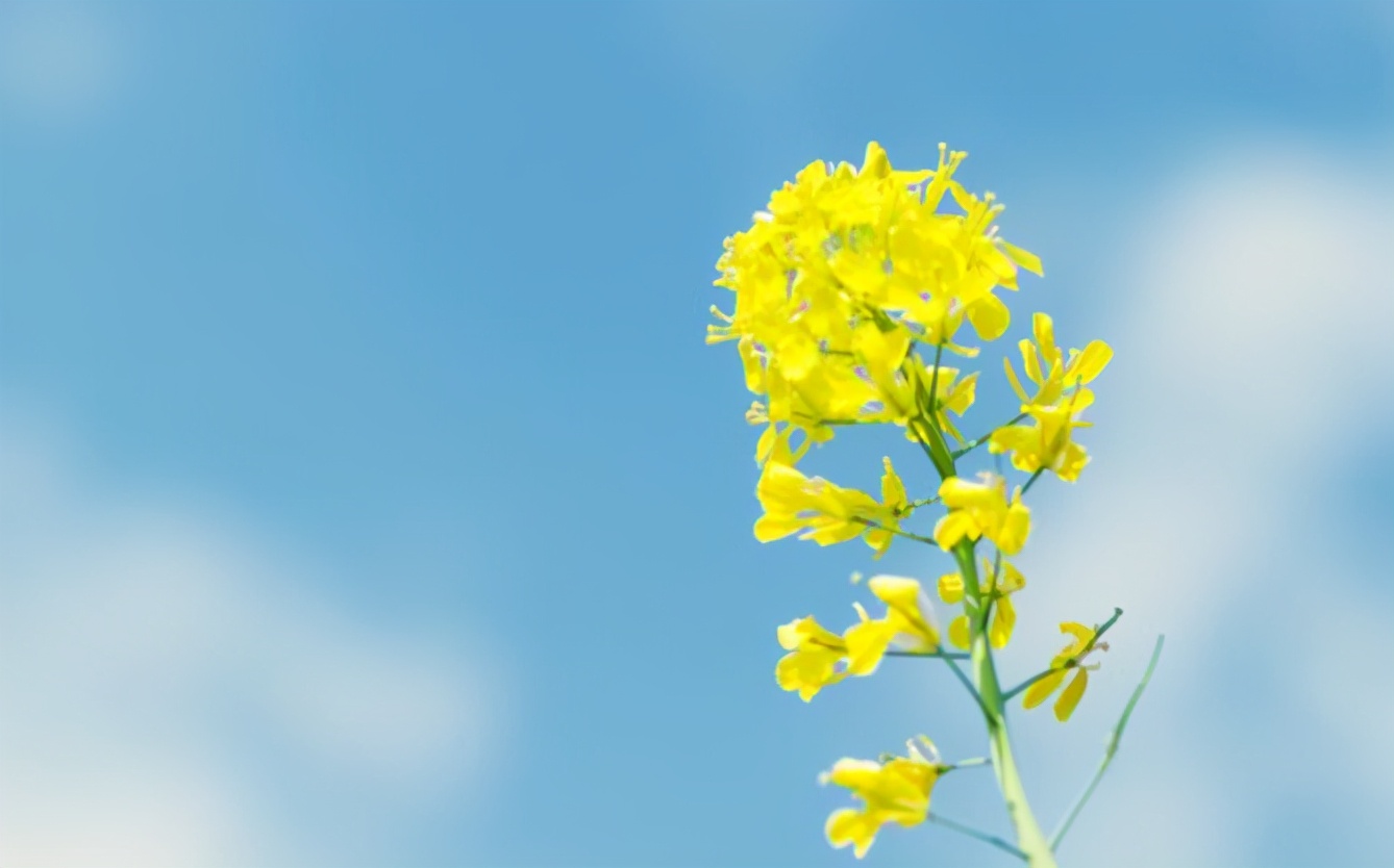 公公看上儿媳陪嫁,四处炫富,亲家提前做财产公证,婚前双方反目