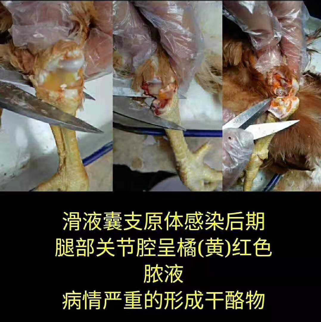 鸡滑液囊支原体感染,鸡的滑液囊支原体如何防控