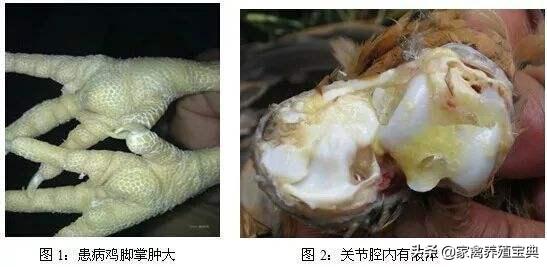 脚垫内有血点,脚垫中间有个血点