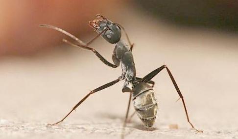 蚂蚁个头很小,蚂蚁为什么会咬人呢